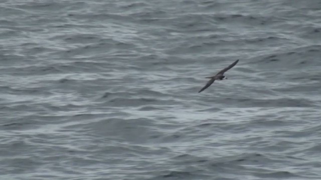 Galápagossturmvogel - ML290669261