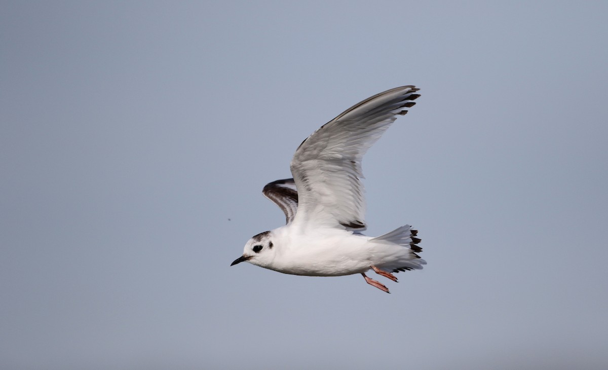 Little Gull - ML29066931