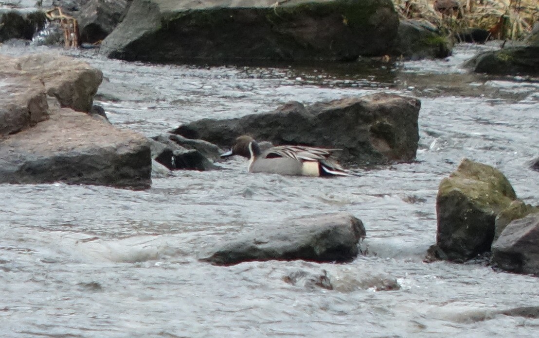 Northern Pintail - ML290669781