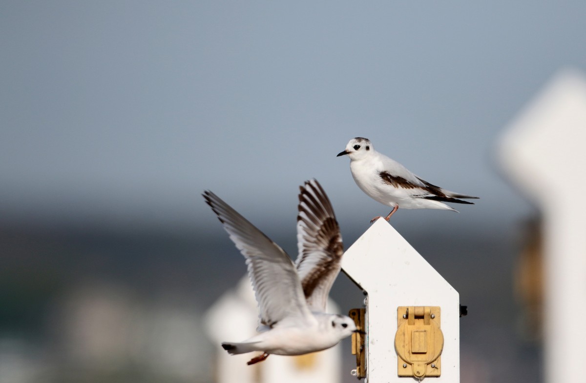 Little Gull - ML29066991