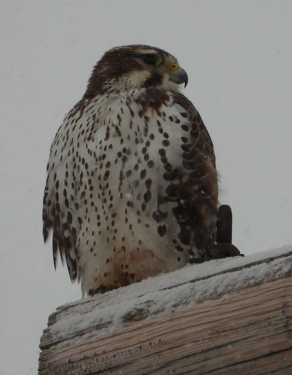 Prairie Falcon - Richard Klauke
