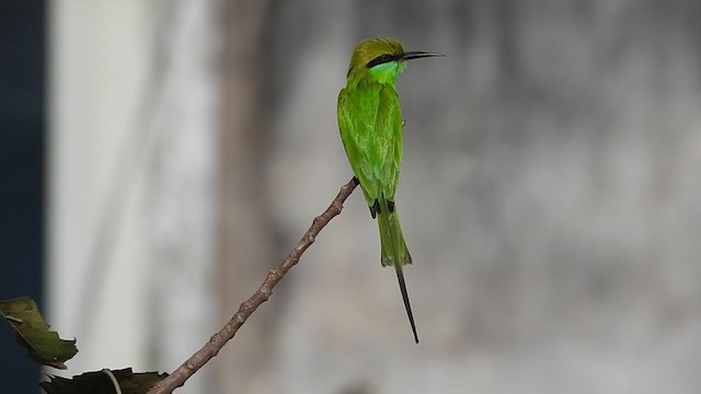 Asian Green Bee-eater - ML290671441