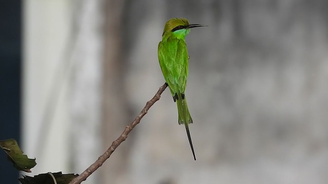 Abejaruco Esmeralda Oriental - ML290671441