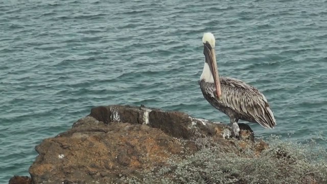 Brown Pelican (Galapagos) - ML290671791