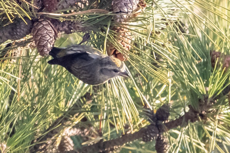 Red Crossbill - ML290672311
