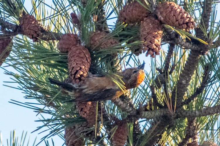 Red Crossbill - ML290672321