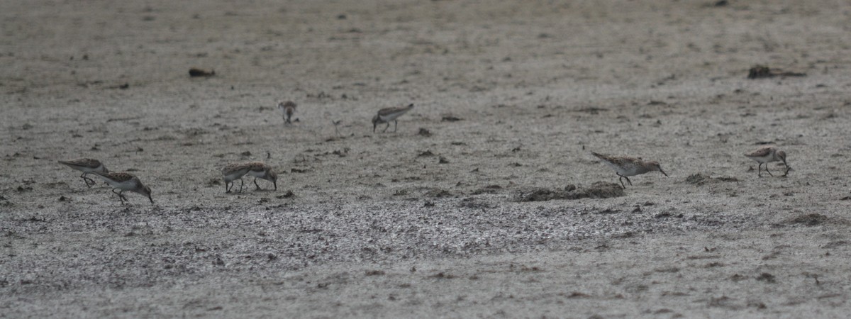 White-rumped Sandpiper - ML29067271