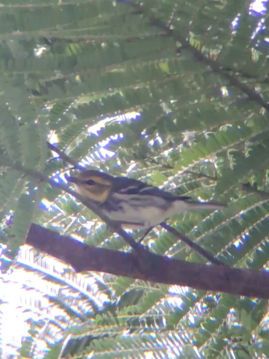 Black-throated Green Warbler - ML290673631