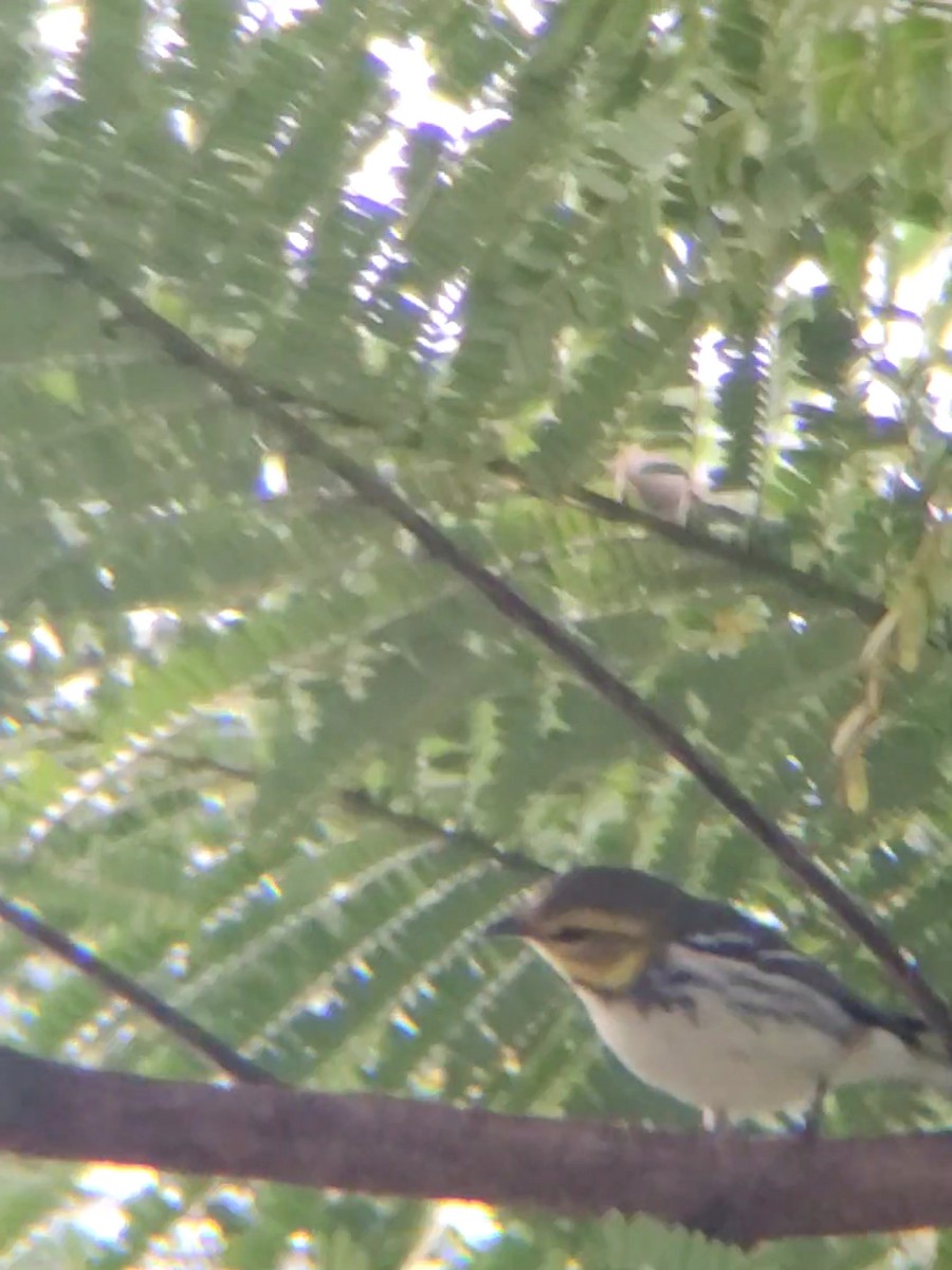 Black-throated Green Warbler - ML290673811