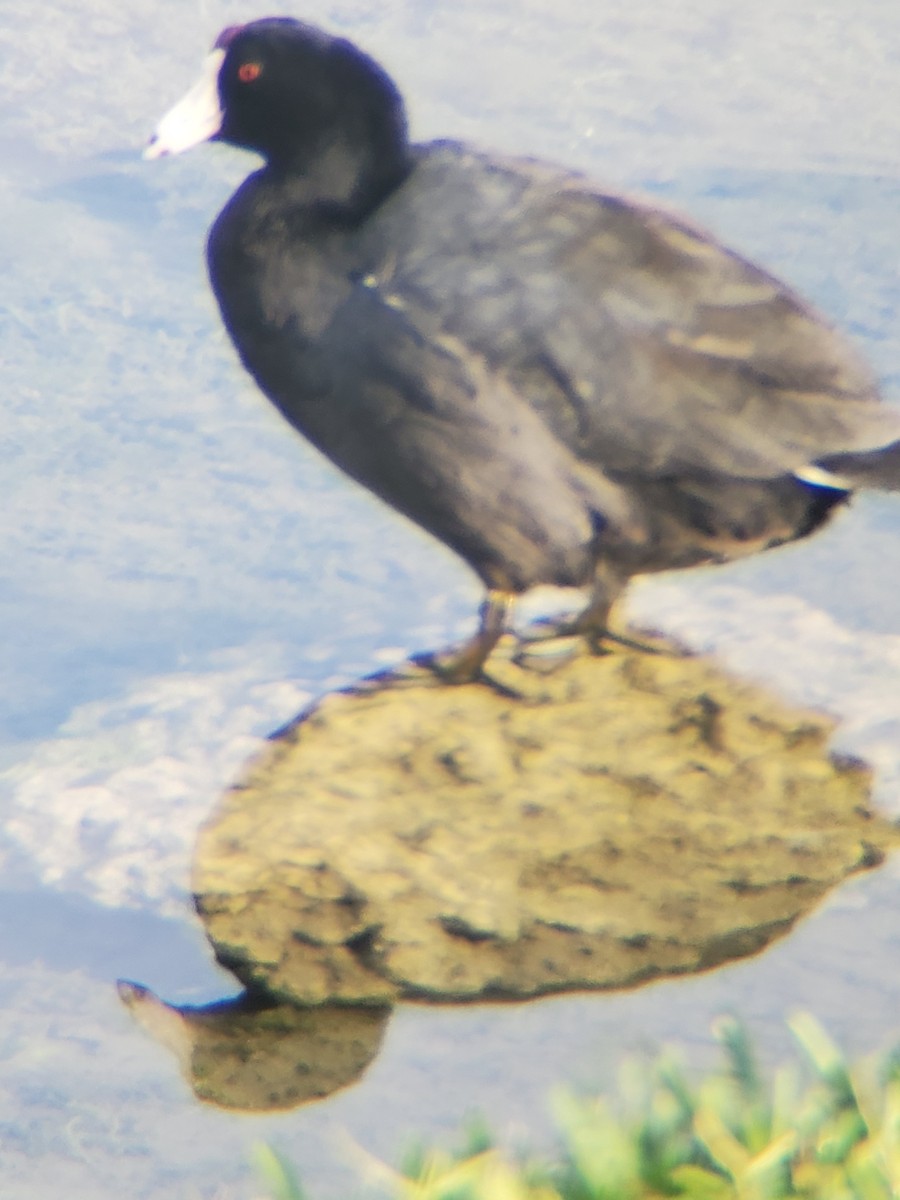 American Coot - ML290674011