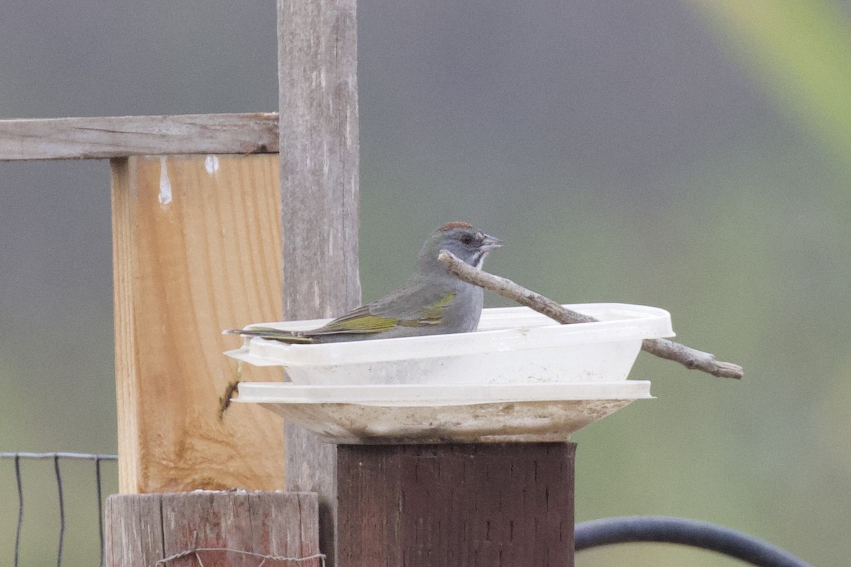 Green-tailed Towhee - ML290674051