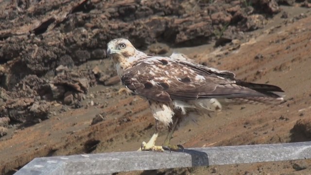 ガラパゴスノスリ - ML290674551