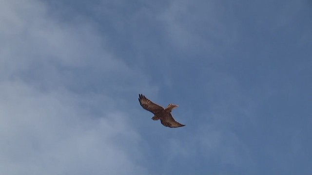 ガラパゴスノスリ - ML290675581