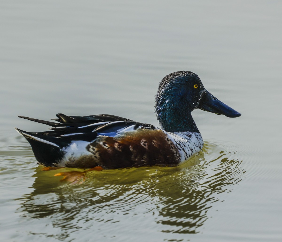 Northern Shoveler - David Chang