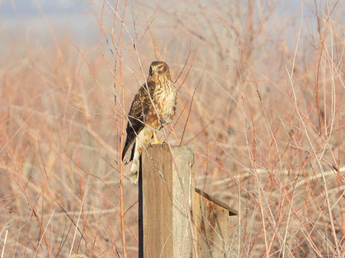 Northern Harrier - Joe RouLaine