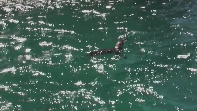 Galápagospinguin - ML290677471