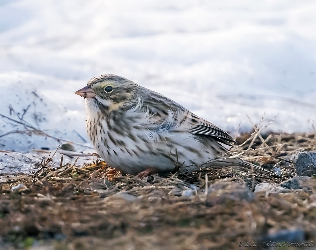 Grasammer (princeps) - ML290678211