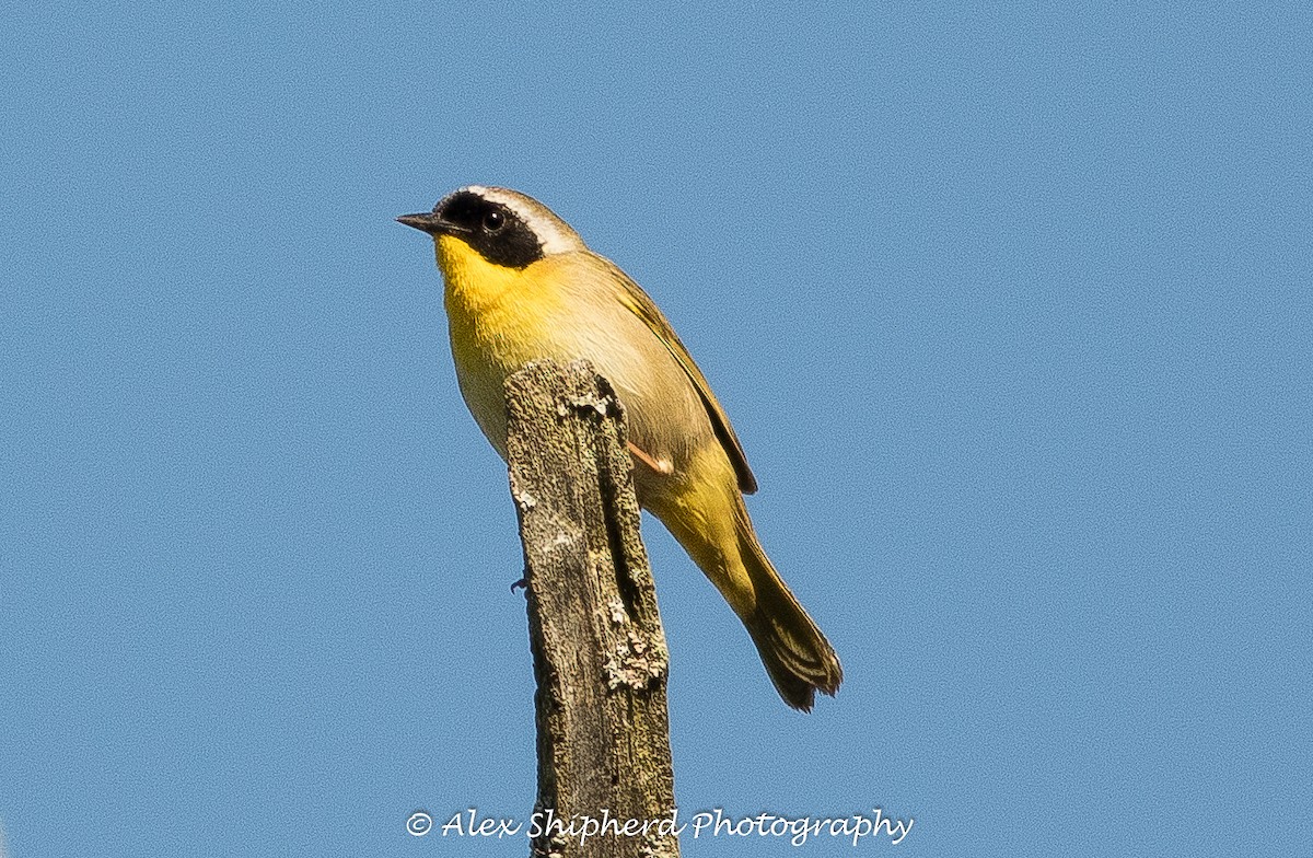 Common Yellowthroat - ML29067881