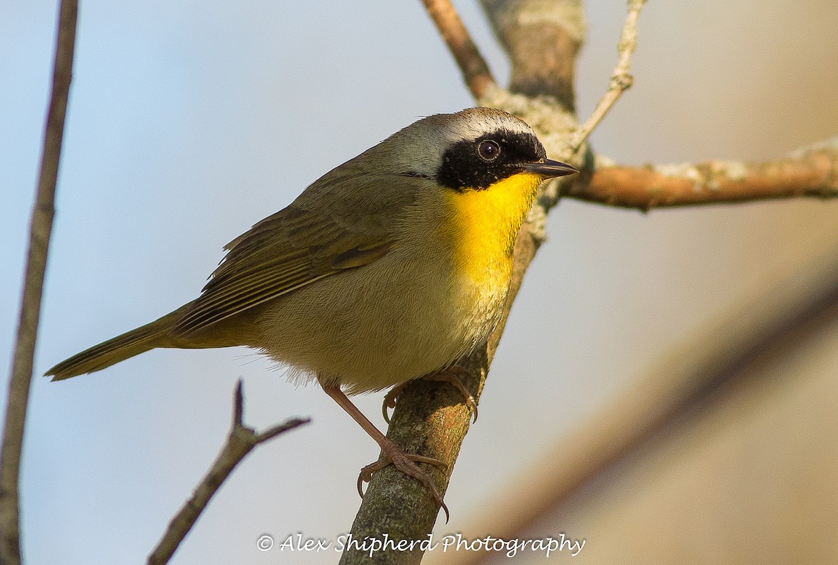 Common Yellowthroat - ML29067901