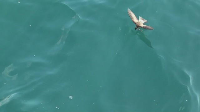 Elliot's Storm-Petrel - ML290679081