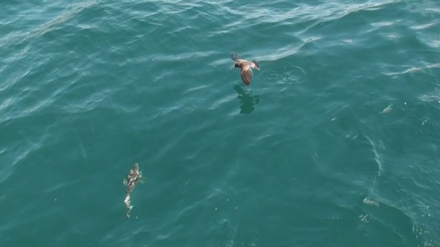 Elliotsturmschwalbe - ML290680211