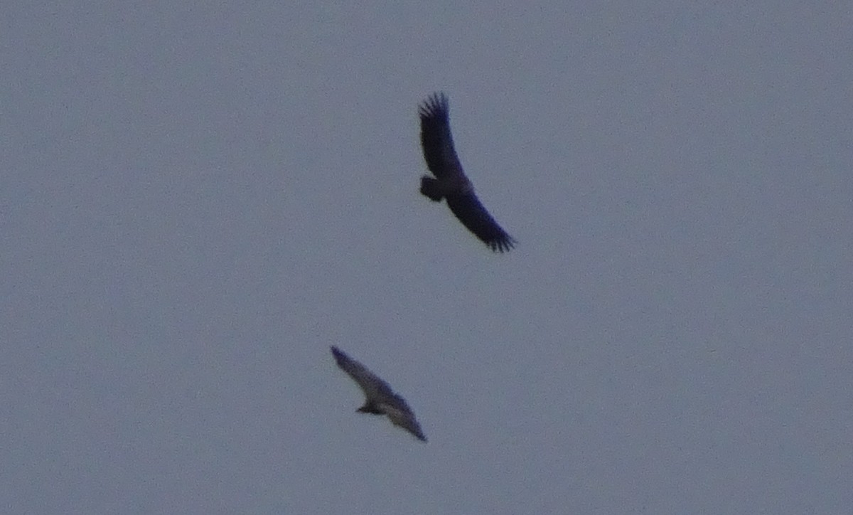 Gänsegeier - ML290681051