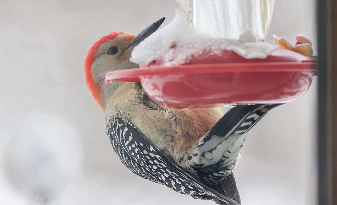 Red-bellied Woodpecker - Jay Gilliam