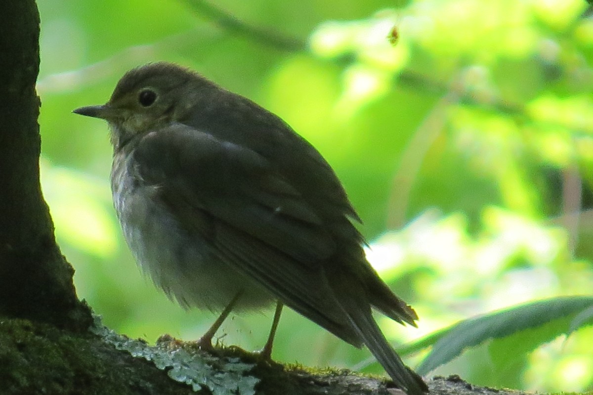 Swainson's Thrush - ML29068271