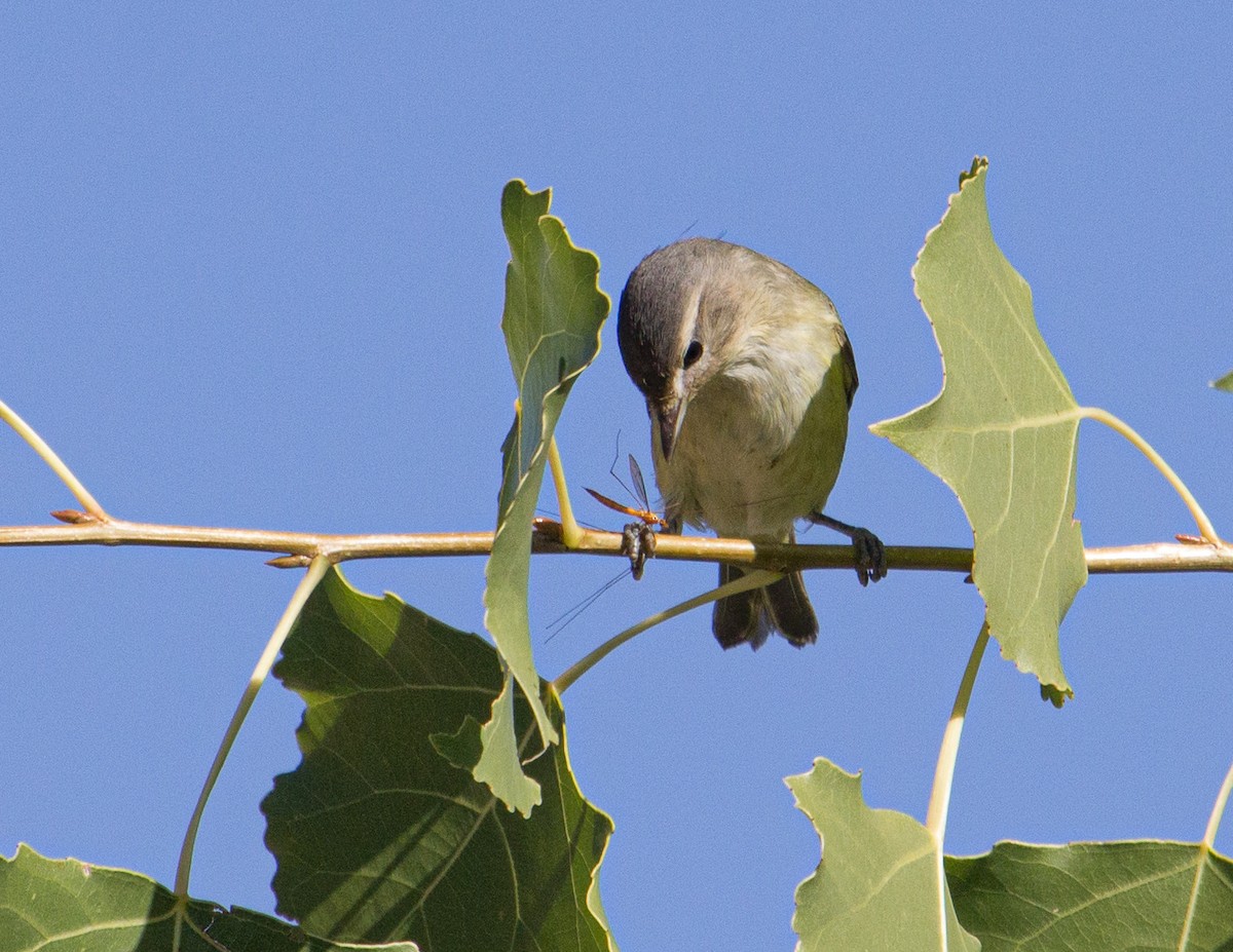 Warbling Vireo - Jan Allen