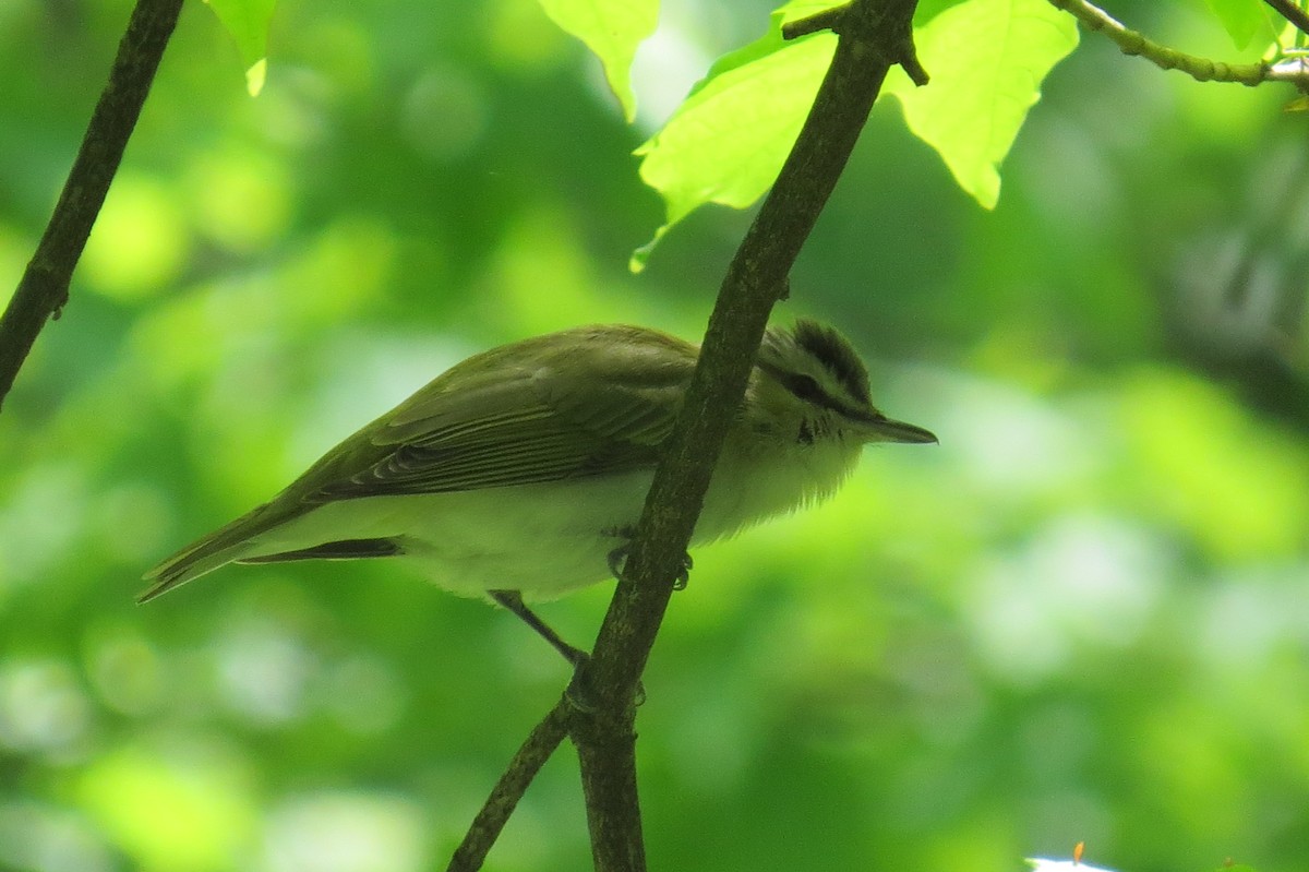 Red-eyed Vireo - ML29068301