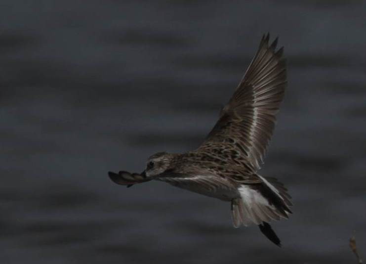 Semipalmated Sandpiper - ML29068321