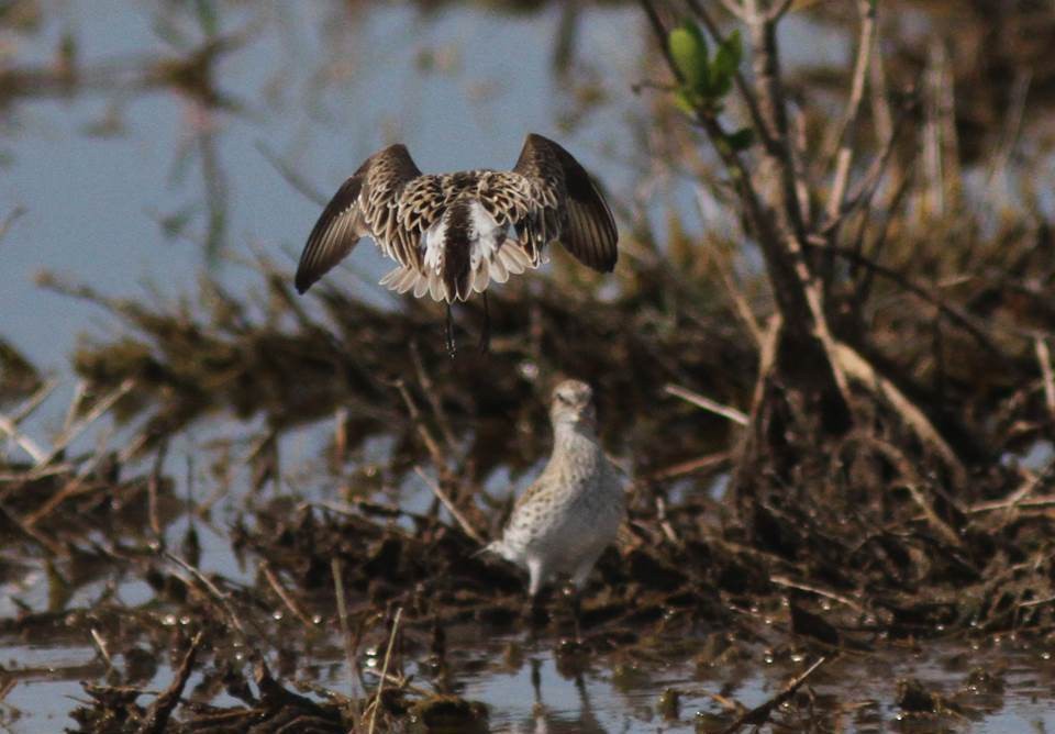 Semipalmated Sandpiper - ML29068331