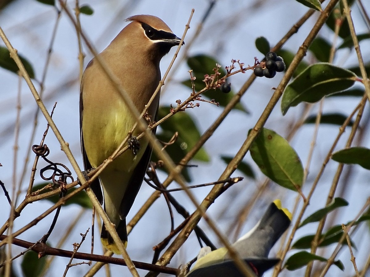 Cedar Waxwing - ML290683341