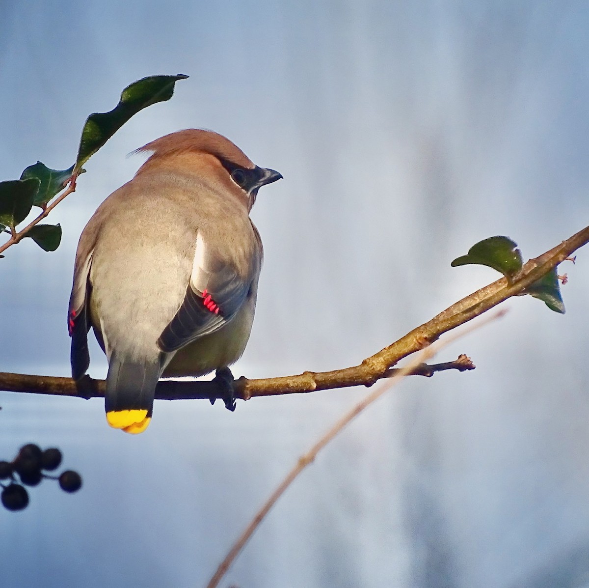 Cedar Waxwing - ML290683351