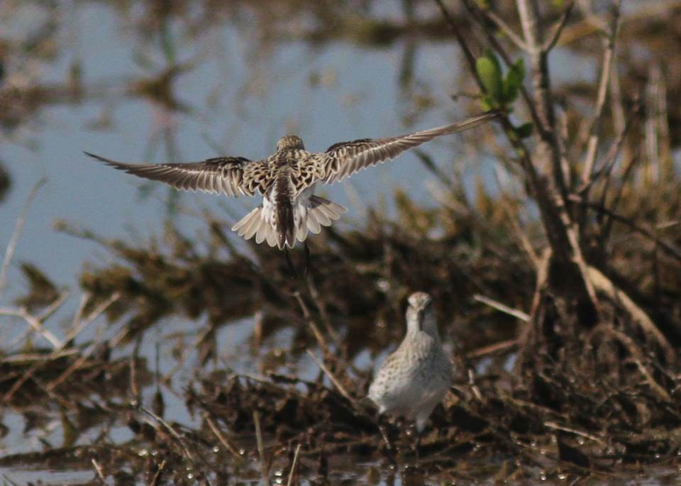 Semipalmated Sandpiper - ML29068341