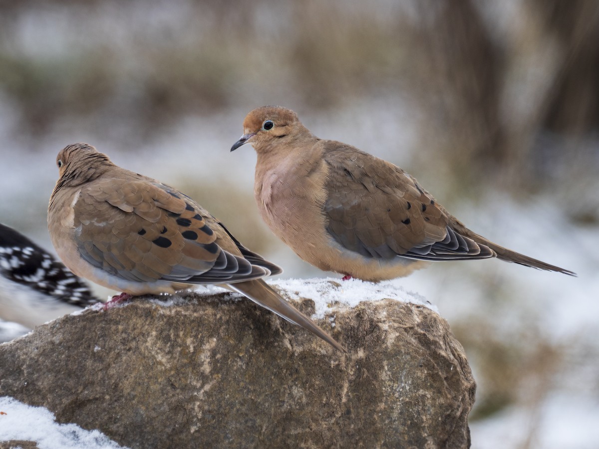 Mourning Dove - David Howe & Rosanne Dawson