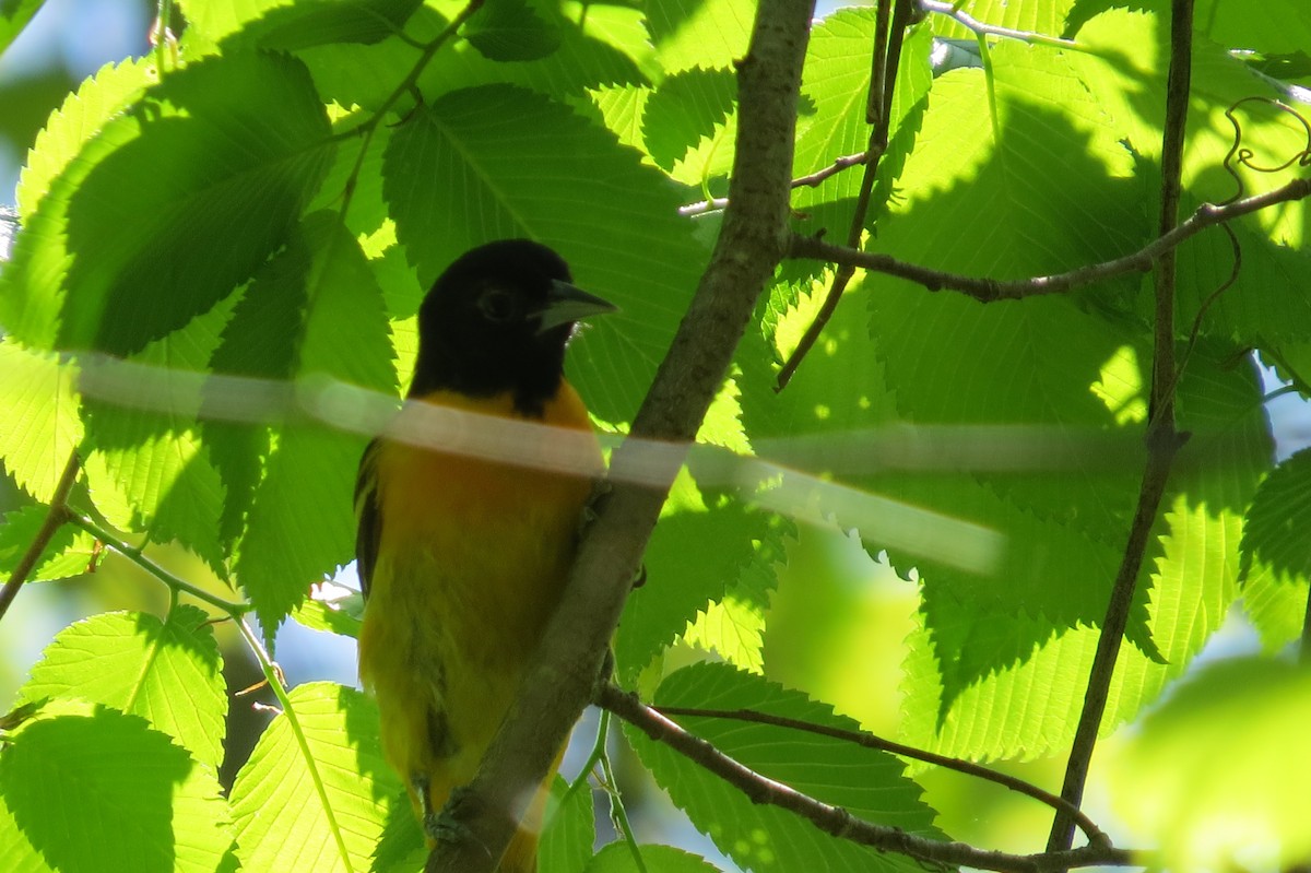 Oriole de Baltimore - ML29068431