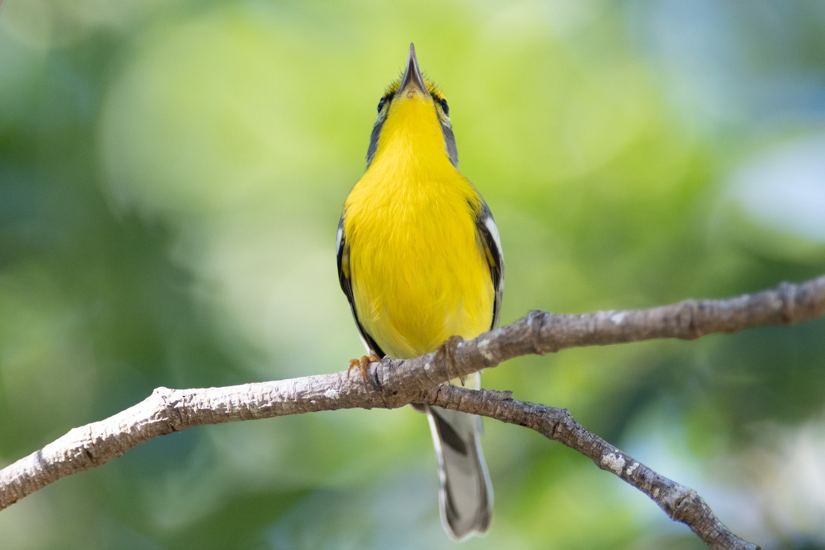 Adelaide's Warbler - Brandon Nidiffer