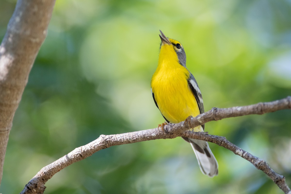 Adelaide's Warbler - Brandon Nidiffer