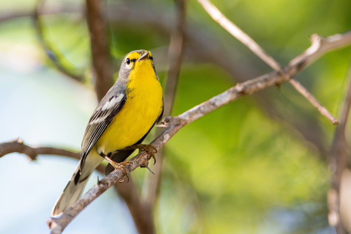 Adelaide's Warbler - Brandon Nidiffer