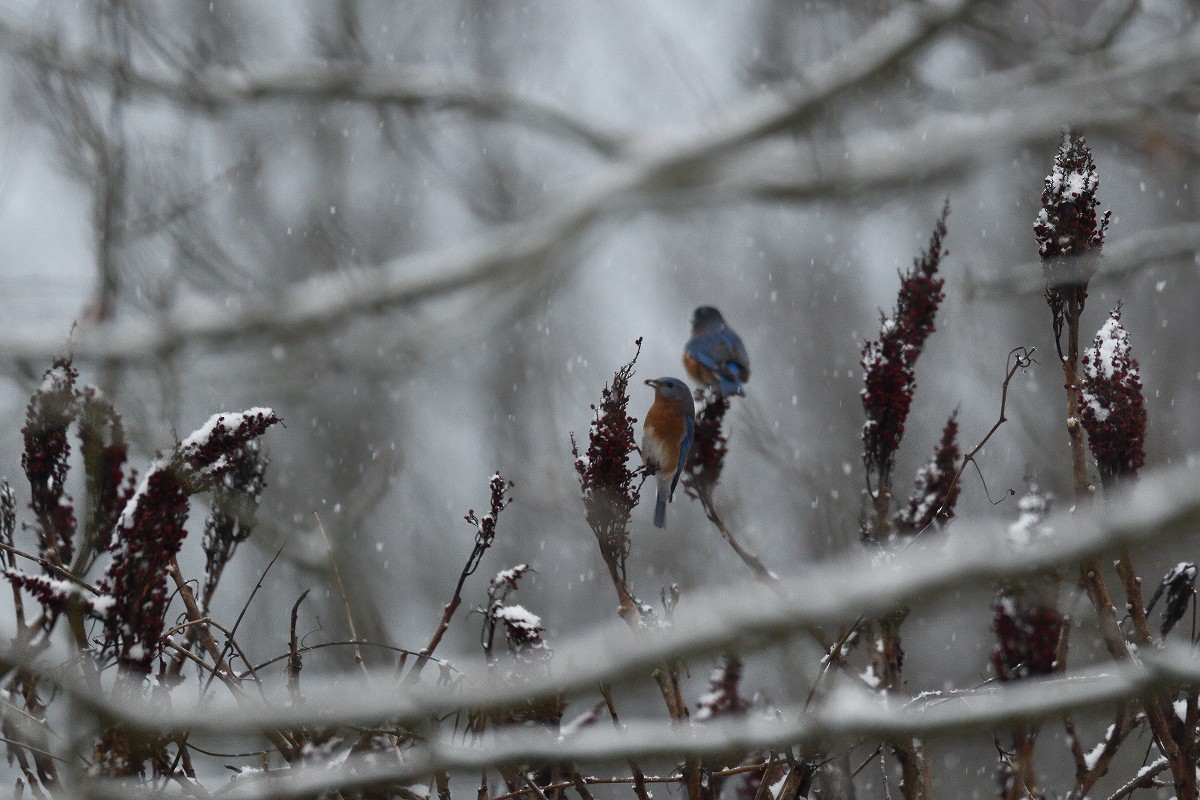 Eastern Bluebird - Vern Wilkins 🦉