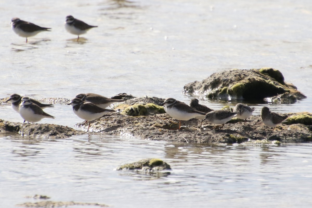 Semipalmated Plover - ML290685121