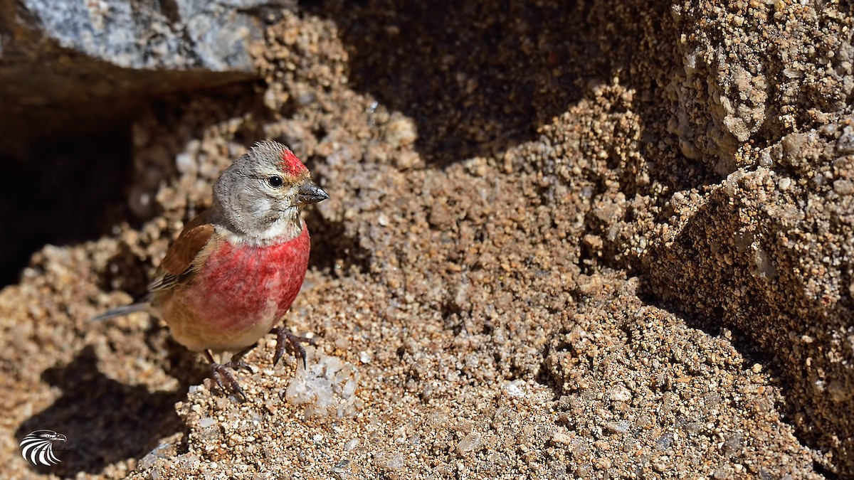 Eurasian Linnet - ML29068581