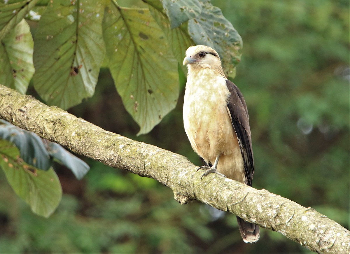 Yellow-headed Caracara - Diane Eubanks