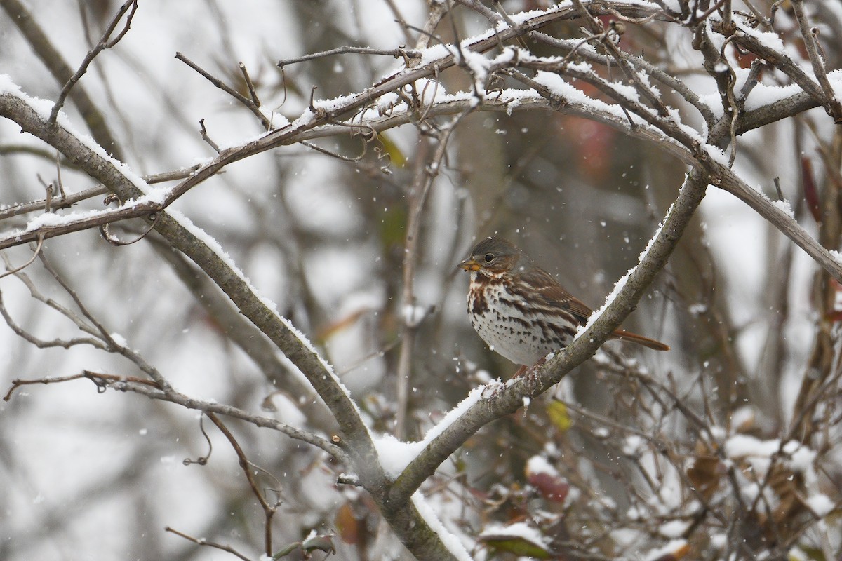 Fox Sparrow - ML290686041