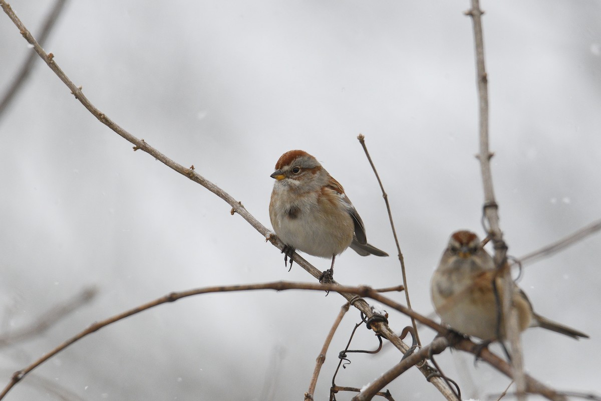 American Tree Sparrow - Vern Wilkins 🦉