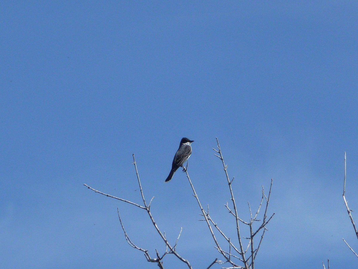 Eastern Kingbird - ML29068621