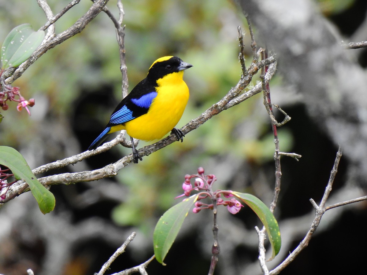 Blue-winged Mountain Tanager - ML290687581