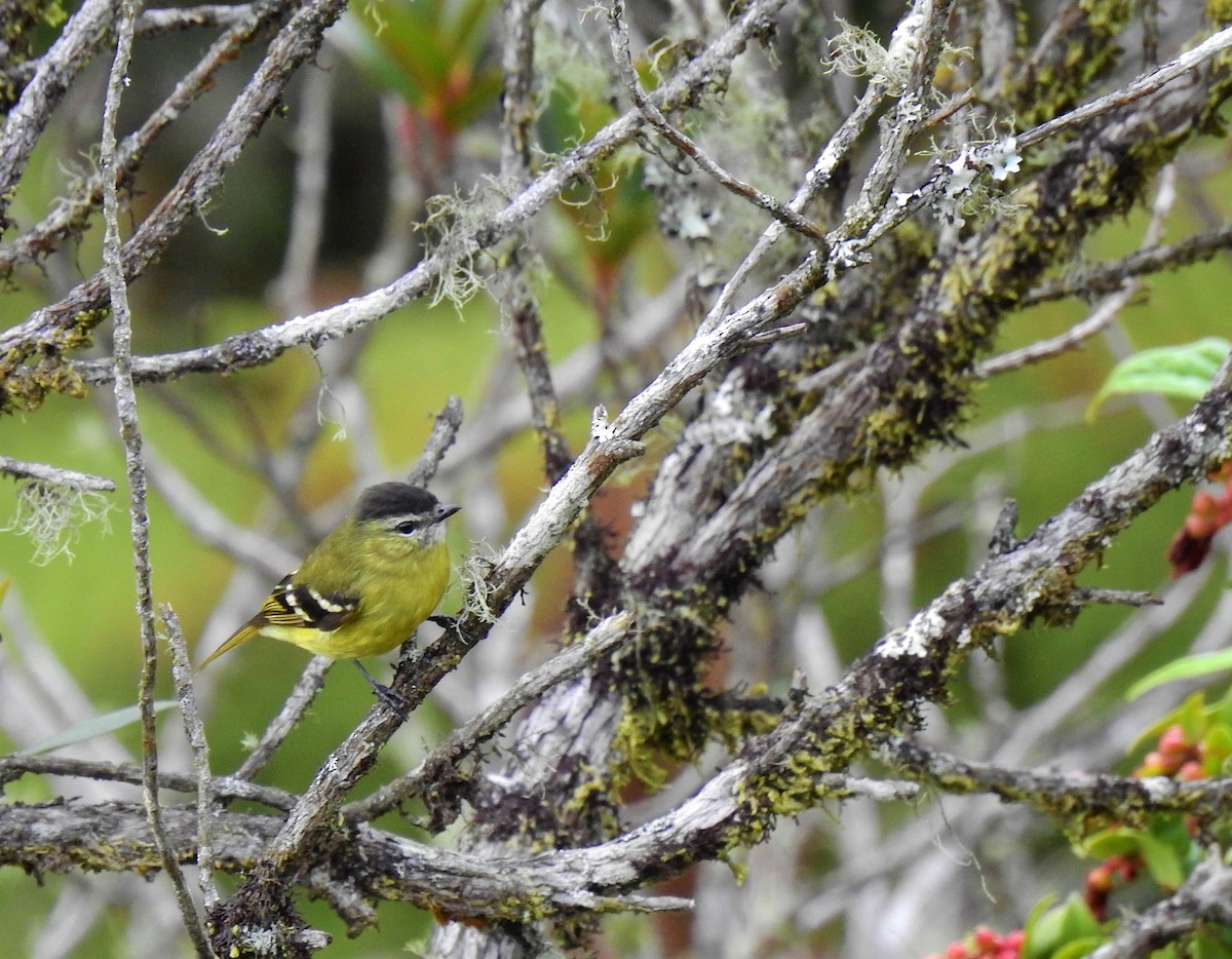 Black-capped Tyrannulet - ML290687601