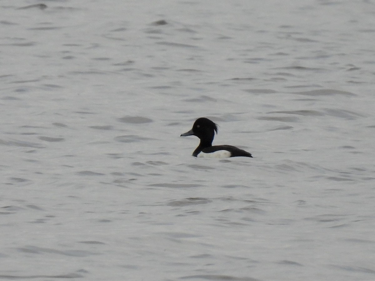 Tufted Duck - ML290687661